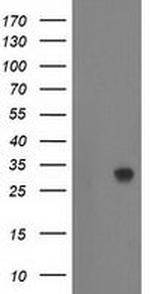 ZFAND2B Monoclonal Antibody (OTI3A5)