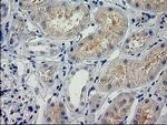 POLR2J2 Antibody in Immunohistochemistry (Paraffin) (IHC (P))
