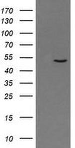 PNMA3 Antibody in Western Blot (WB)