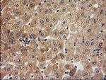 ACOT12 Antibody in Immunohistochemistry (Paraffin) (IHC (P))