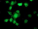 UBXN2B Monoclonal Antibody (OTI2E8)