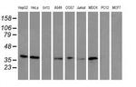 UBXN2B Antibody in Western Blot (WB)