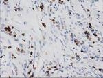 S100A12 Monoclonal Antibody (OTI1D1)