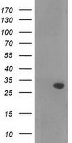NORE1 Monoclonal Antibody (OTI1H2)