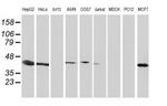 ARFGAP1 Antibody in Western Blot (WB)