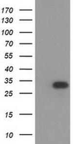 HAGHL Monoclonal Antibody (OTI3H2)