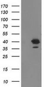 RTN4IP1 Antibody in Western Blot (WB)
