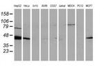 ARFGAP1 Antibody in Western Blot (WB)