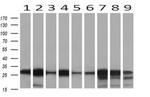 NNMT Antibody in Western Blot (WB)