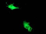 Beclin 1 Monoclonal Antibody (OTI1F1)