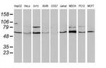 Beclin 1 Antibody in Western Blot (WB)