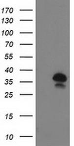 UBXN2B Monoclonal Antibody (OTI1G3)