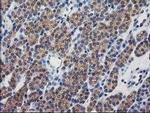 Destrin Antibody in Immunohistochemistry (Paraffin) (IHC (P))