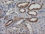 Destrin Antibody in Immunohistochemistry (Paraffin) (IHC (P))