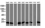 Destrin Antibody in Western Blot (WB)