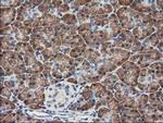 KCTD14 Antibody in Immunohistochemistry (Paraffin) (IHC (P))