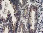KCTD14 Antibody in Immunohistochemistry (Paraffin) (IHC (P))