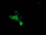MGRN1 Monoclonal Antibody (OTI3C3)