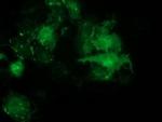 PDLIM2 Monoclonal Antibody (OTI1D12)