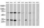 SSX1 Antibody in Western Blot (WB)