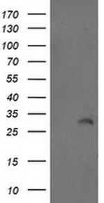 ITM2B Antibody in Western Blot (WB)