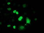 FLYWCH2 Monoclonal Antibody (OTI2F5)