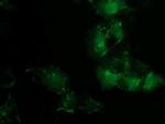 PDLIM2 Monoclonal Antibody (OTI12A5)