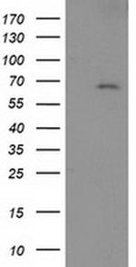 LNK Antibody in Western Blot (WB)