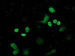FLYWCH2 Monoclonal Antibody (OTI3G3)