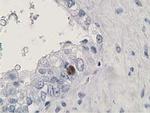 HDHD2 Antibody in Immunohistochemistry (Paraffin) (IHC (P))