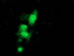 C1orf50 Monoclonal Antibody (OTI1F9)