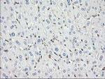 MAPRE2 Antibody in Immunohistochemistry (Paraffin) (IHC (P))