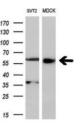 LNK Antibody in Western Blot (WB)