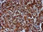 beta-4 Tubulin Antibody in Immunohistochemistry (Paraffin) (IHC (P))