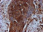 beta-4 Tubulin Antibody in Immunohistochemistry (Paraffin) (IHC (P))