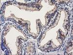 OSGEP Antibody in Immunohistochemistry (Paraffin) (IHC (P))