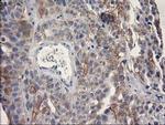 OSGEP Antibody in Immunohistochemistry (Paraffin) (IHC (P))