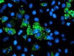 Adenylate Kinase 4 Antibody in Immunocytochemistry (ICC/IF)