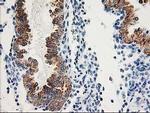 Adenylate Kinase 4 Antibody in Immunohistochemistry (Paraffin) (IHC (P))