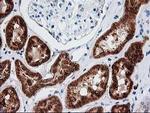 Adenylate Kinase 4 Antibody in Immunohistochemistry (Paraffin) (IHC (P))