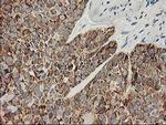 Adenylate Kinase 4 Antibody in Immunohistochemistry (Paraffin) (IHC (P))