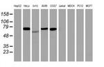 ITFG2 Antibody in Western Blot (WB)