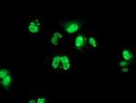 PBX1 Antibody in Immunocytochemistry (ICC/IF)