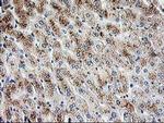 PBX1 Antibody in Immunohistochemistry (Paraffin) (IHC (P))
