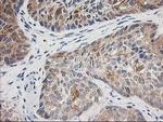 TOMM34 Antibody in Immunohistochemistry (Paraffin) (IHC (P))
