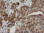 TOMM34 Antibody in Immunohistochemistry (Paraffin) (IHC (P))