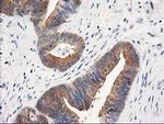 TOMM34 Antibody in Immunohistochemistry (Paraffin) (IHC (P))