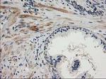 TOMM34 Antibody in Immunohistochemistry (Paraffin) (IHC (P))