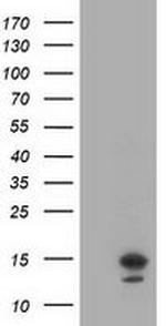 LSM1 Antibody in Western Blot (WB)