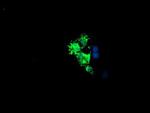 LCMT1 Monoclonal Antibody (OTI1G5)